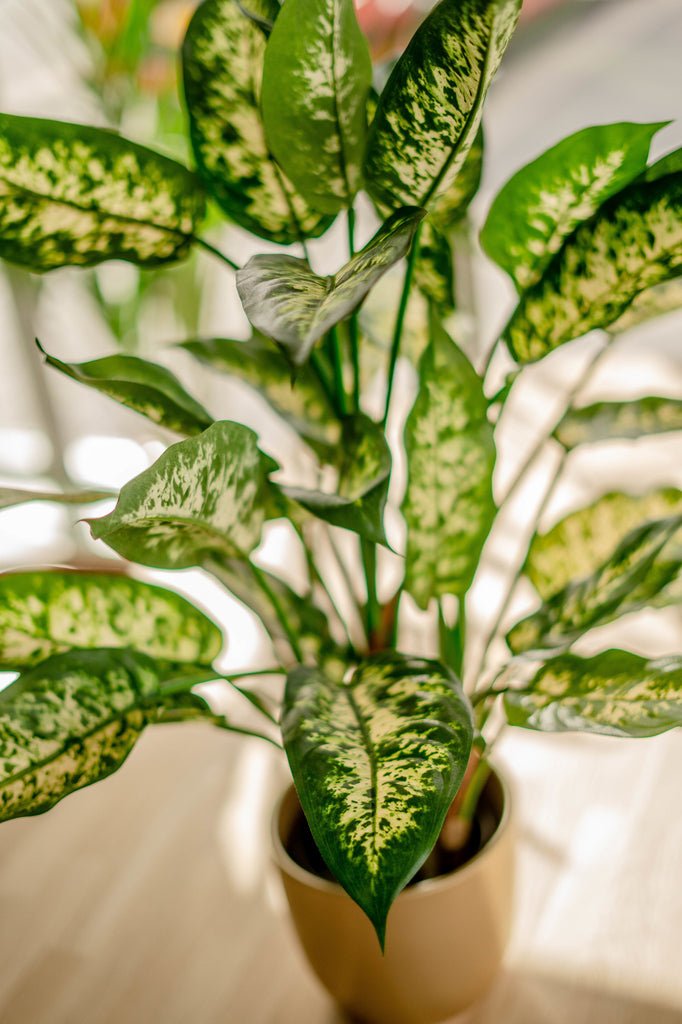 Livraison plante Dieffenbachia - Plante verte artificielle