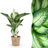 Livraison plante Dieffenbachia Tropic Snow et panier H95 cm