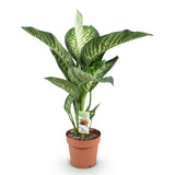 Livraison plante Dieffenbachia Tropic Snow et panier H95 cm