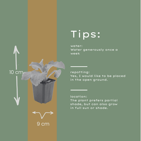 Livraison plante Digitale pourpre