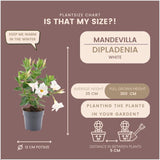 Livraison plante Dipladenia blanc - D12cm - plante fleurie d'extérieur