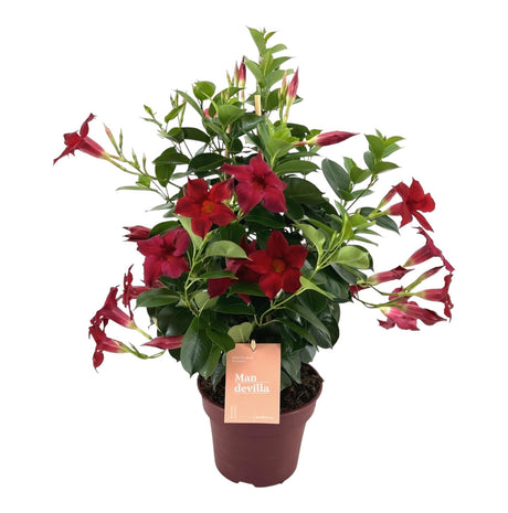 Livraison plante Dipladenia - Mandevilla Zomerville Pyramide Rouge