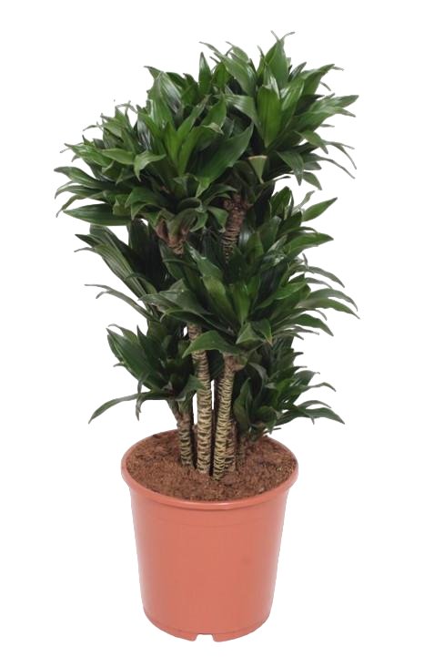 Livraison plante Dracaena Compacta