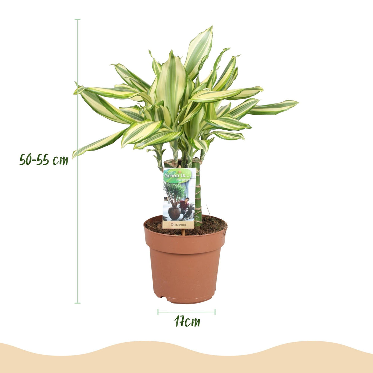 Livraison plante Dracaena Diamond Dream