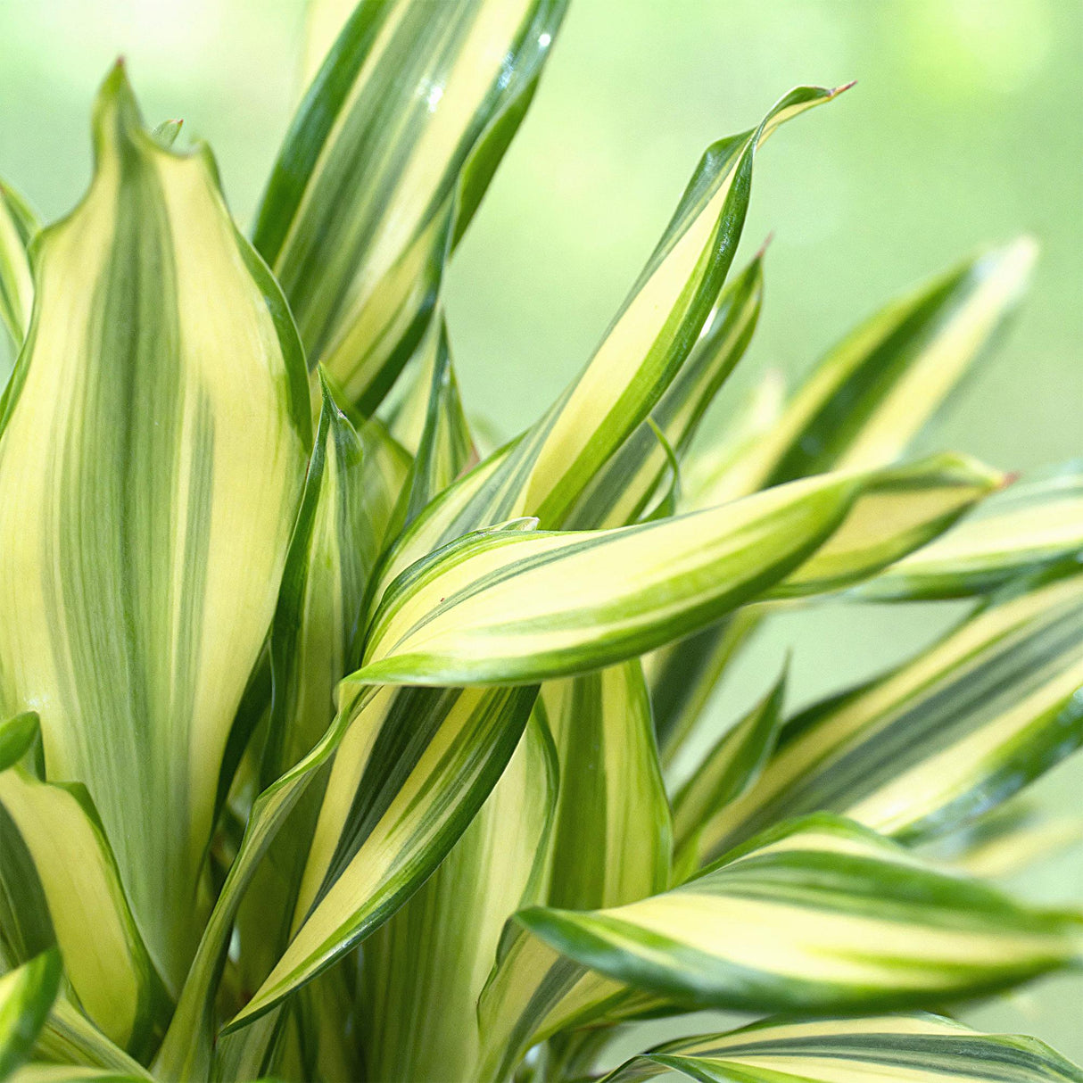 Livraison plante Dracaena Diamond Dream et panier H50 cm