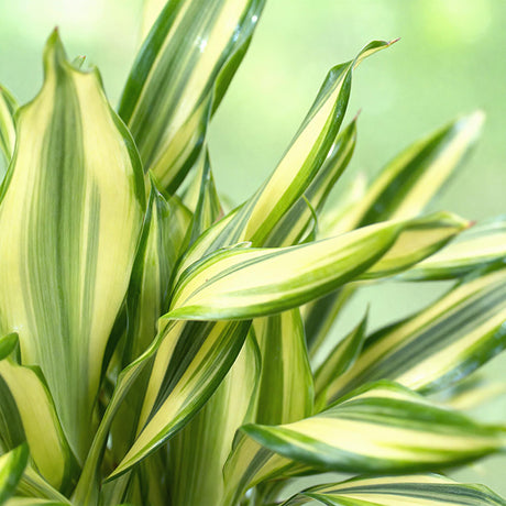 Livraison plante Dracaena Diamond Dream et panier H50 cm