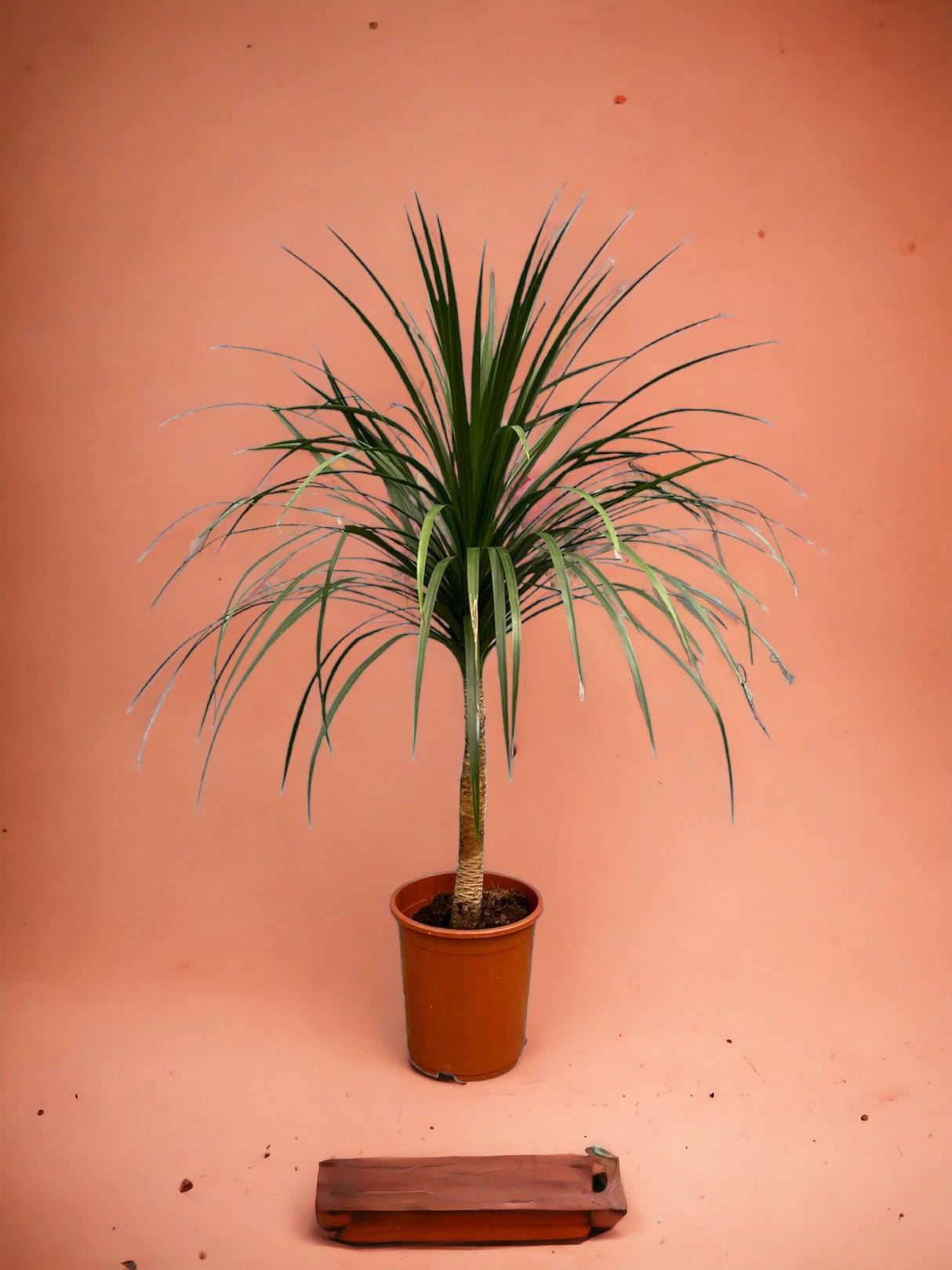 Livraison plante Dracaena Draco - 120cm - ø30