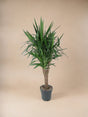 Livraison plante Dracaena draco