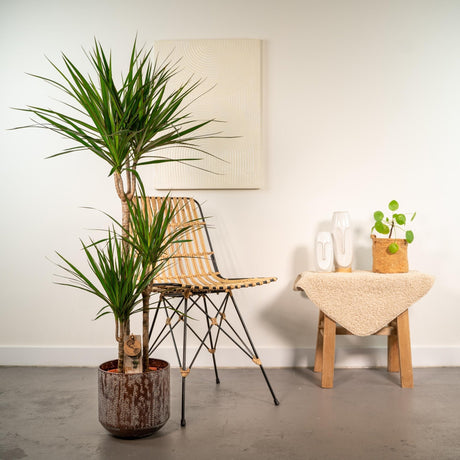 Livraison plante Dracaena et son cache h120cm