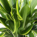 Livraison plante Dracaena Golden et pot H50 cm