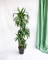 Livraison plante Dracaena Hawaiiana - 140 cm - ø24