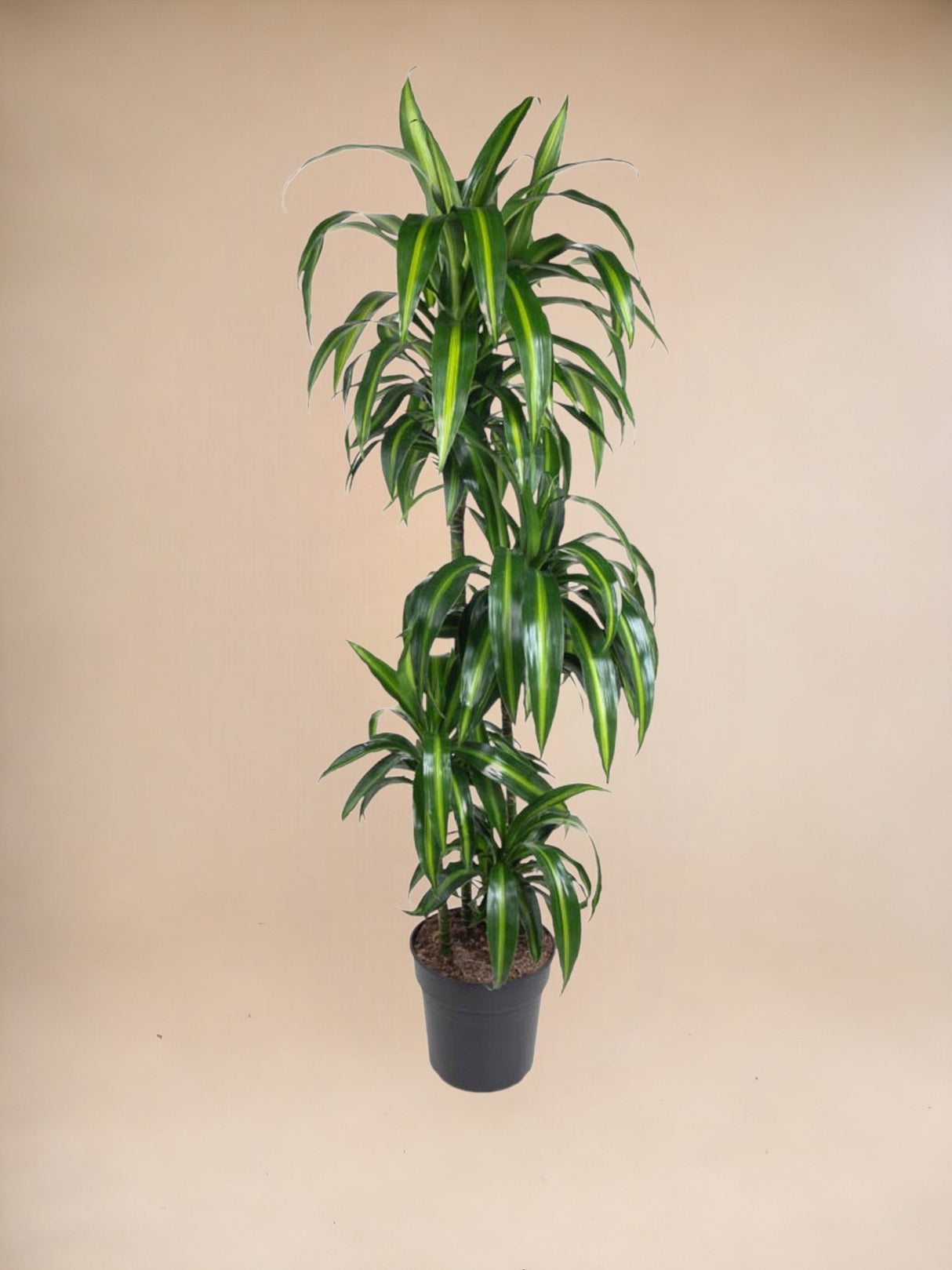 Livraison plante Dracaena Hawaiiana Carrousel - 150 cm - ø31