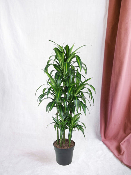 Livraison plante Dracaena Hawaiiana Carrousel - 150 cm - ø31