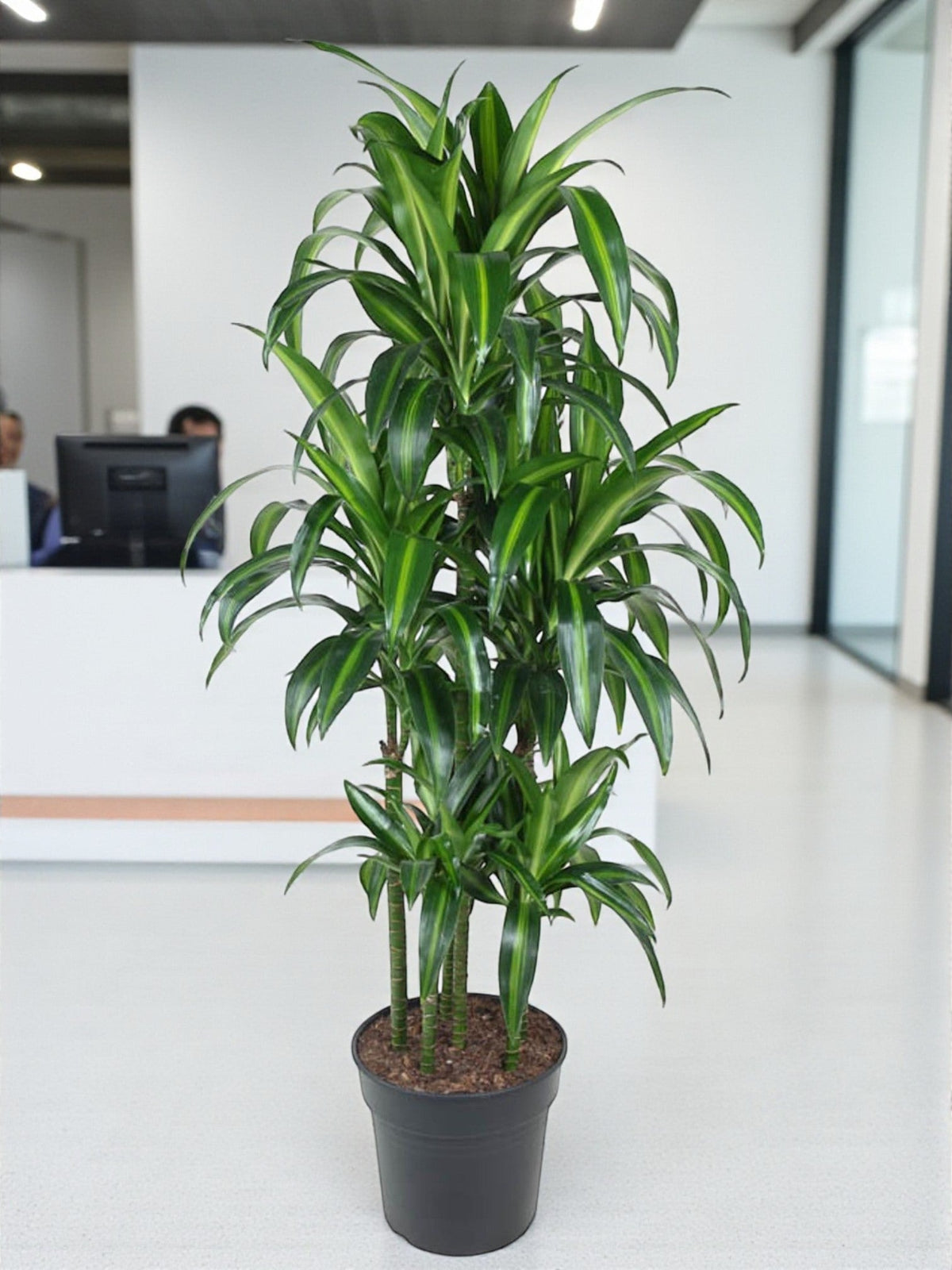 dracaena wachstum Dracaena Hawaiiana Carousel: 150 cm große, einzigartige Zimmerpflanze