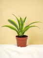 Livraison plante Dracaena Lemon Lime