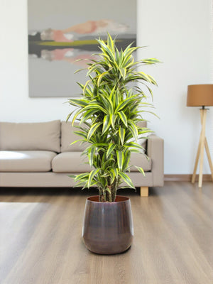 Dracaena-Zitronen-Limette