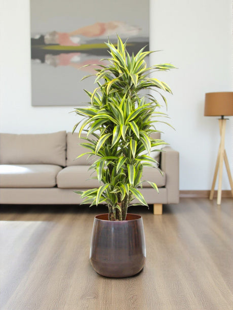 Livraison plante Dracaena Lemon Lime