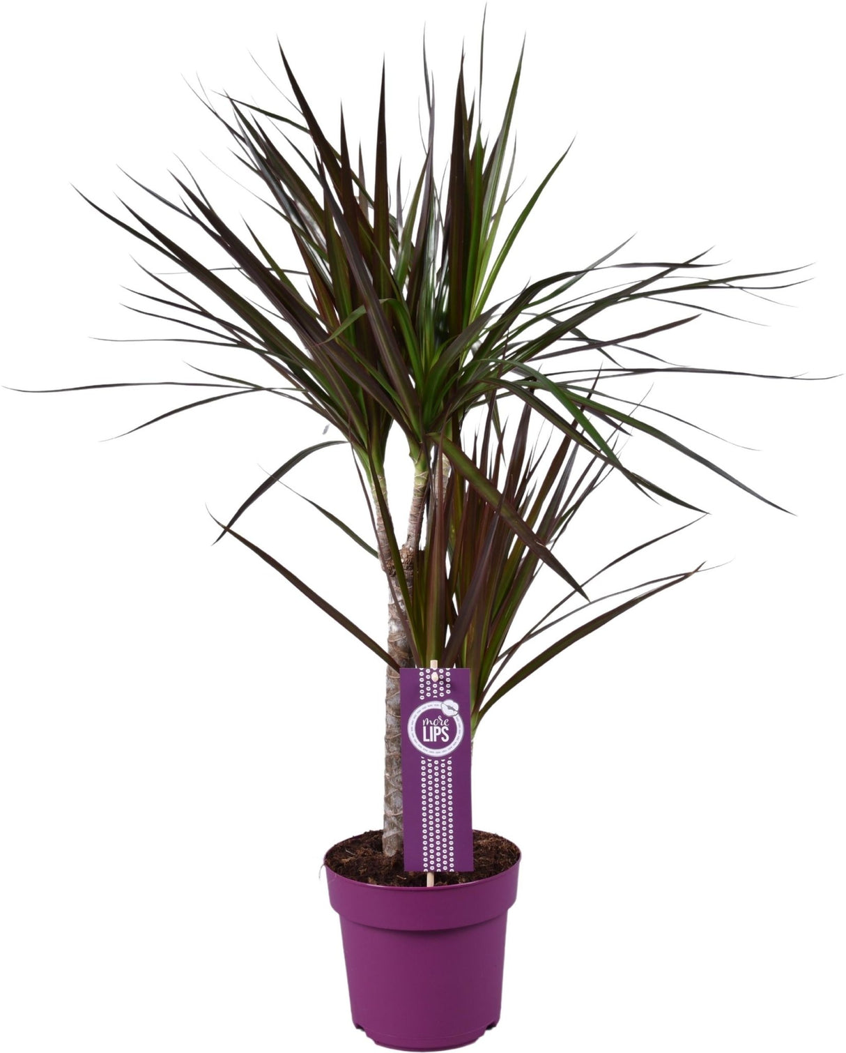 Livraison plante Dracaena Magenta