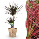 Livraison plante Dracaena Magenta et panier H90cm