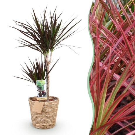 Livraison plante Dracaena Magenta et panier H90cm