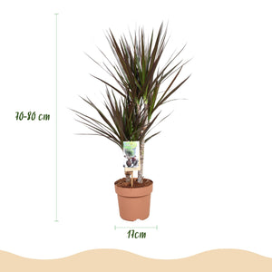 Livraison plante Dracaena Magenta – Lot de 2 – Pot 17 cm – Hauteur 70 - 80 cm