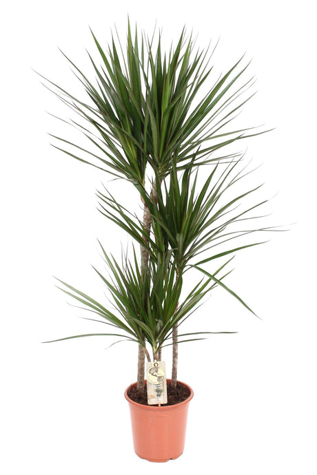 Livraison plante Dracaena Marginata