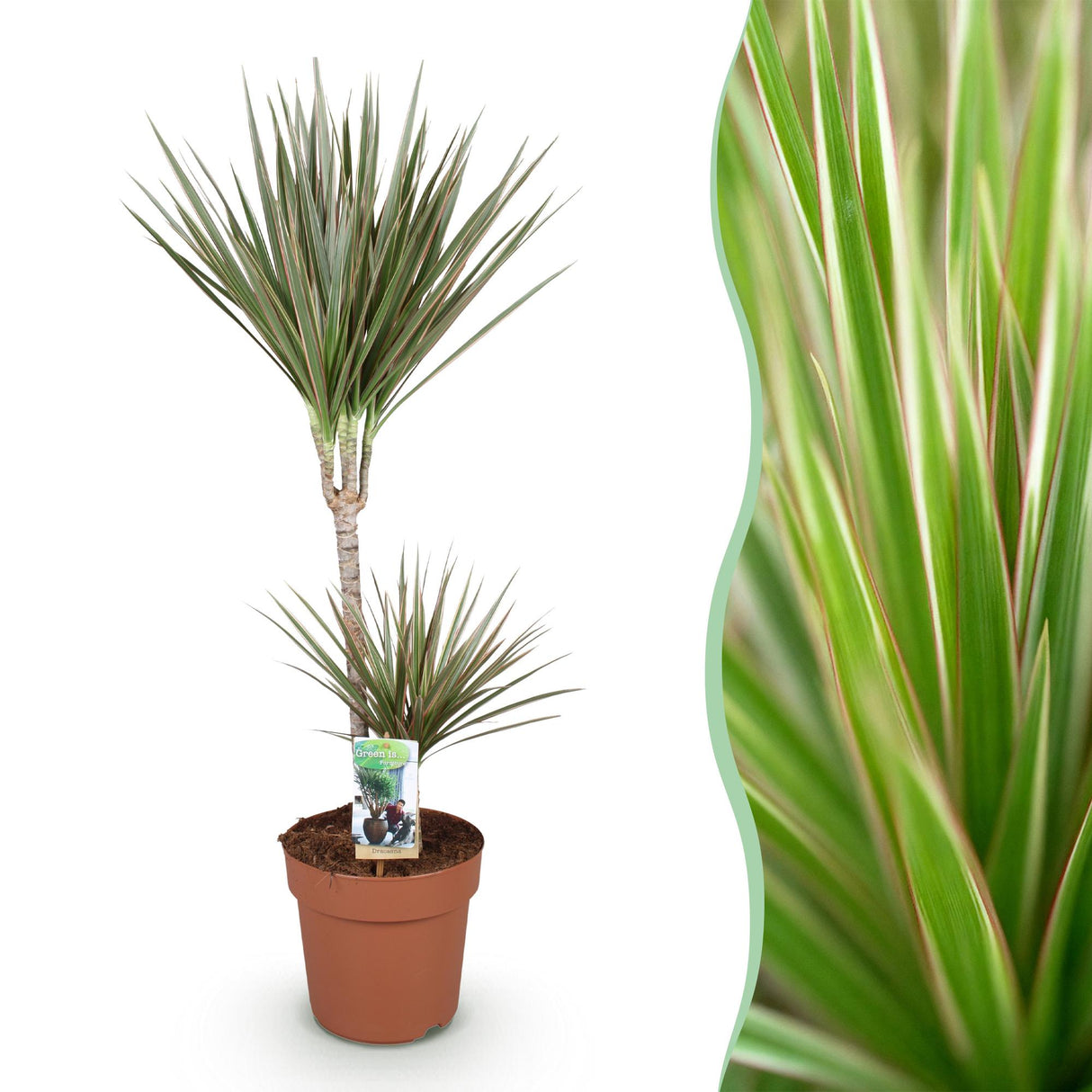 Livraison plante Dracaena Marginata Bicolor