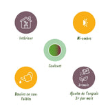 Livraison plante Dracaena Marginata Bicolor et panier H75 cm