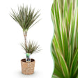 Livraison plante Dracaena Marginata Bicolor – Pot 21 cm – H90 - 100 cm