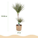 Livraison plante Dracaena Marginata Bicolor – Pot 21 cm – H90 - 100 cm