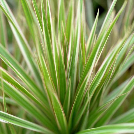 Livraison plante Dracaena marginata Bicolor – Pot