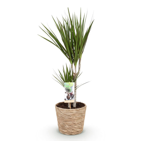 Livraison plante Dracaena Marginata et panier H75cm