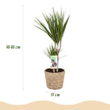 Livraison plante Dracaena Marginata et panier H75cm