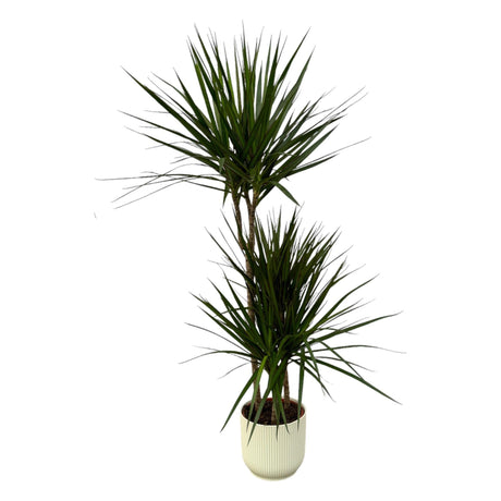 Livraison plante Dracaena Marginata et son pot