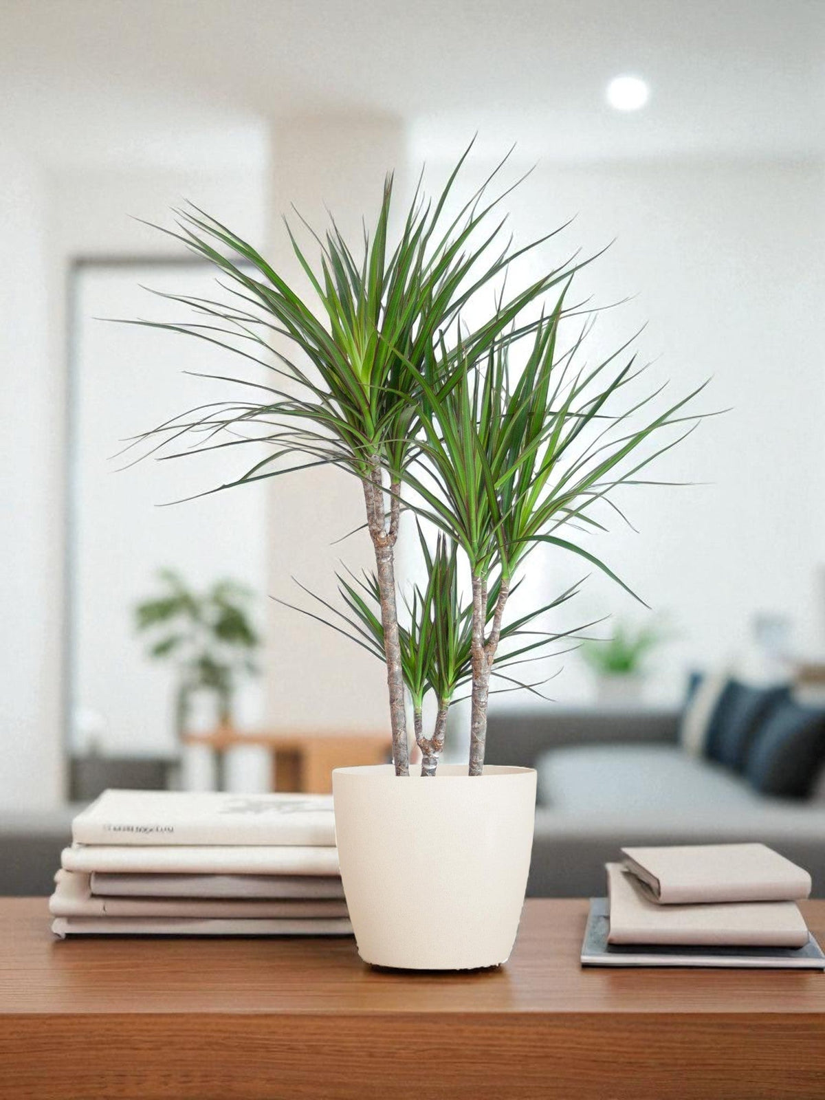 dracaena marginata giftig für hunde Dracaena Marginata mit Topf – Pflegeleichte Pflanze – The Green Touch