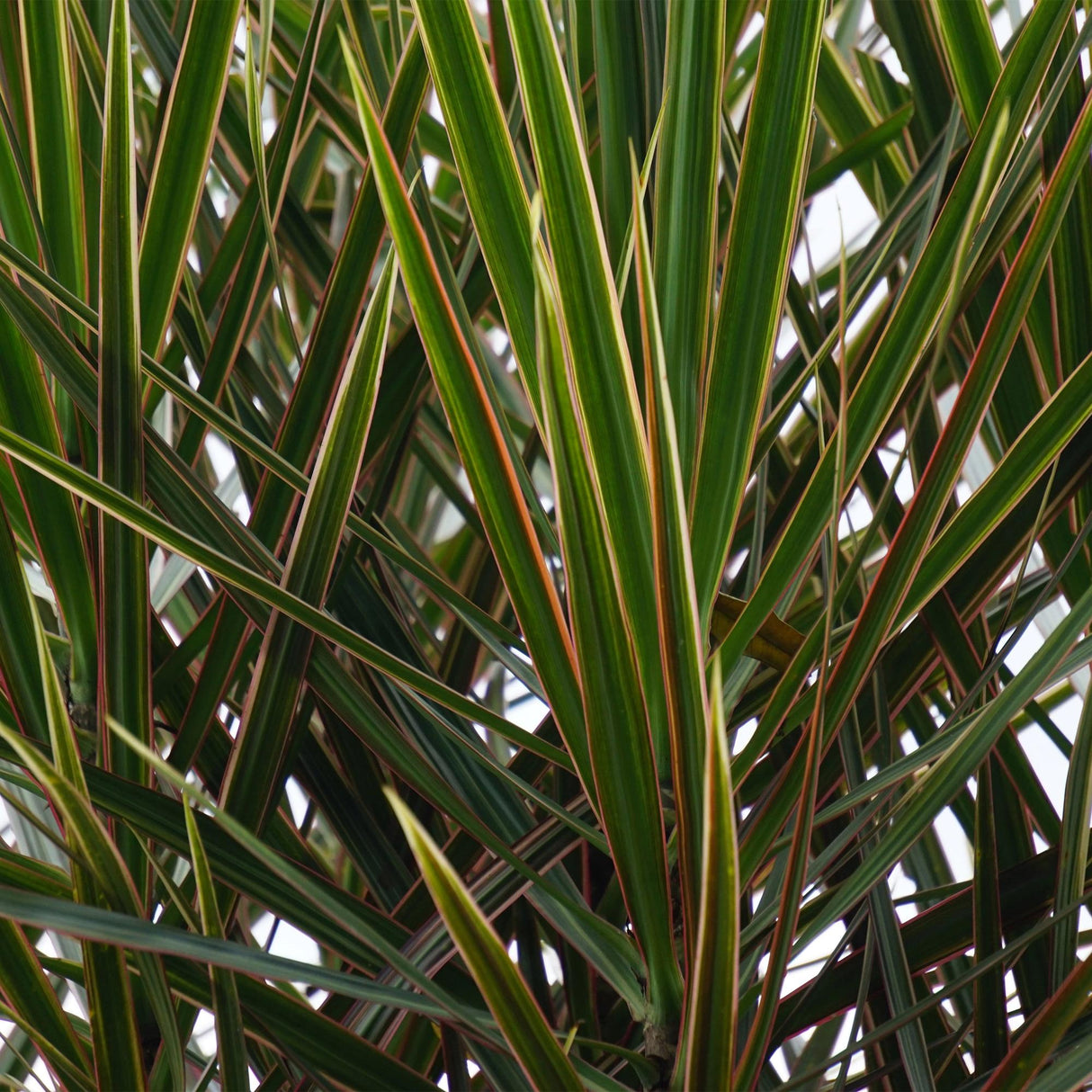 Livraison plante Dracaena Marginata – Lot de 2 – Hauteur 70 - 80 cm