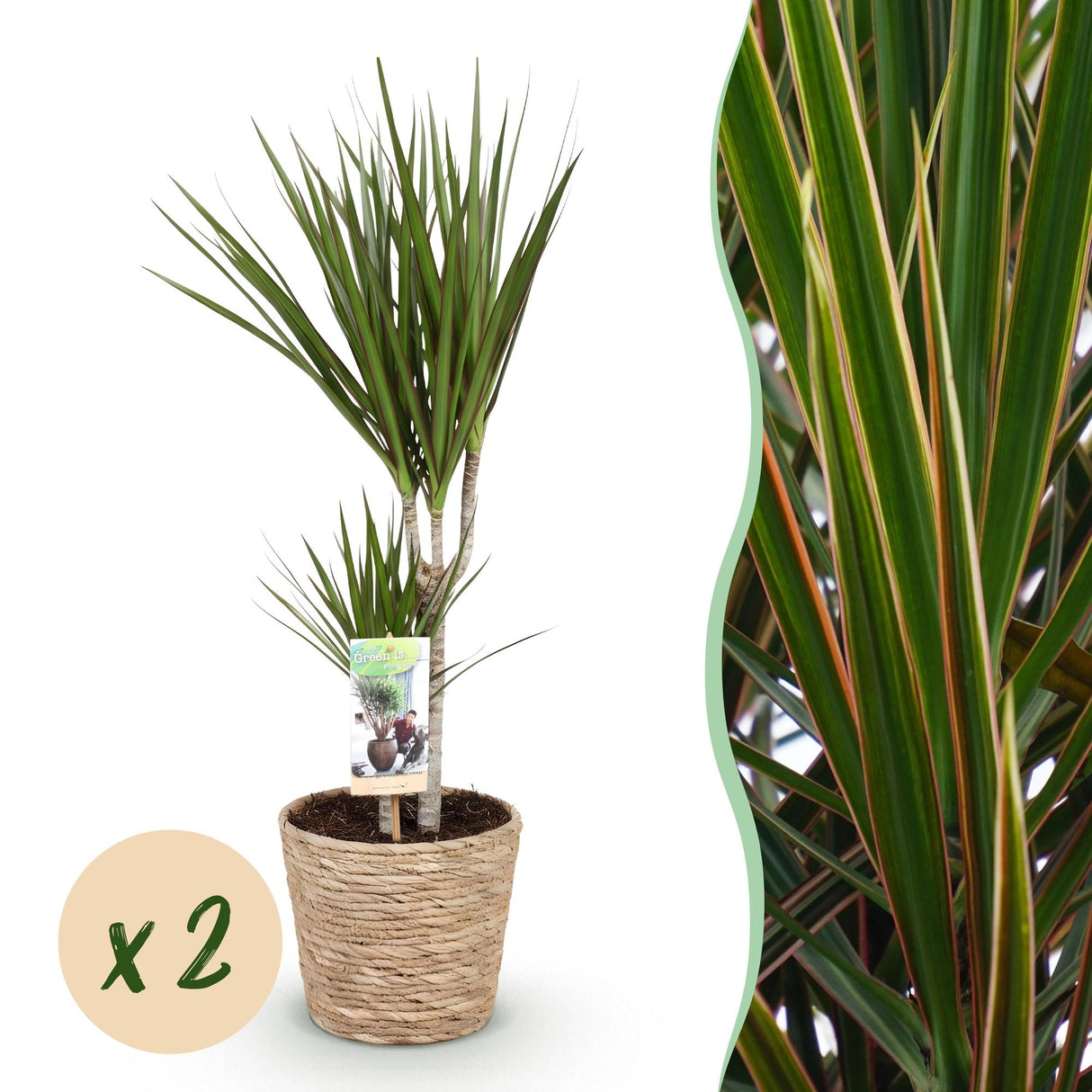 Livraison plante Dracaena Marginata – Lot de 2 – Pot 17 cm – Hauteur 70 - 80 cm