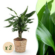 Livraison plante Dracaena Steudneri – Lot de 2 – Pot 17cm – Hauteur 50 - 55cm