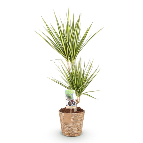 Livraison plante Dracaena Sunray et panier H75 cm