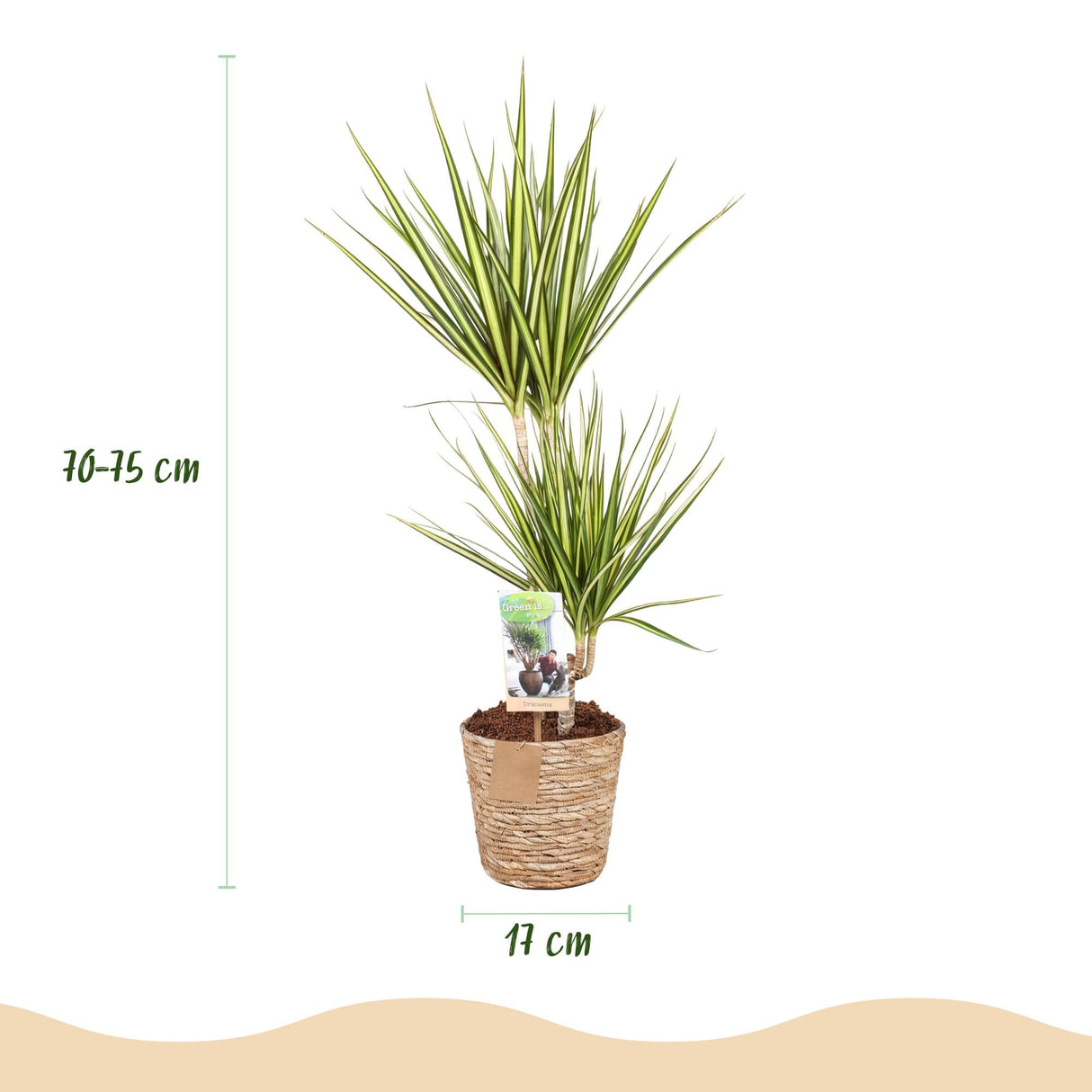 Livraison plante Dracaena Sunray et panier H75 cm