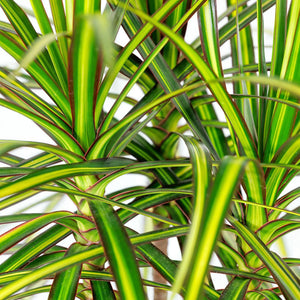 Livraison plante Dracaena Sunray – Lot de 1