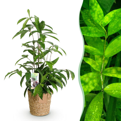 Livraison plante Dracaena surculosa et panier H65 cm