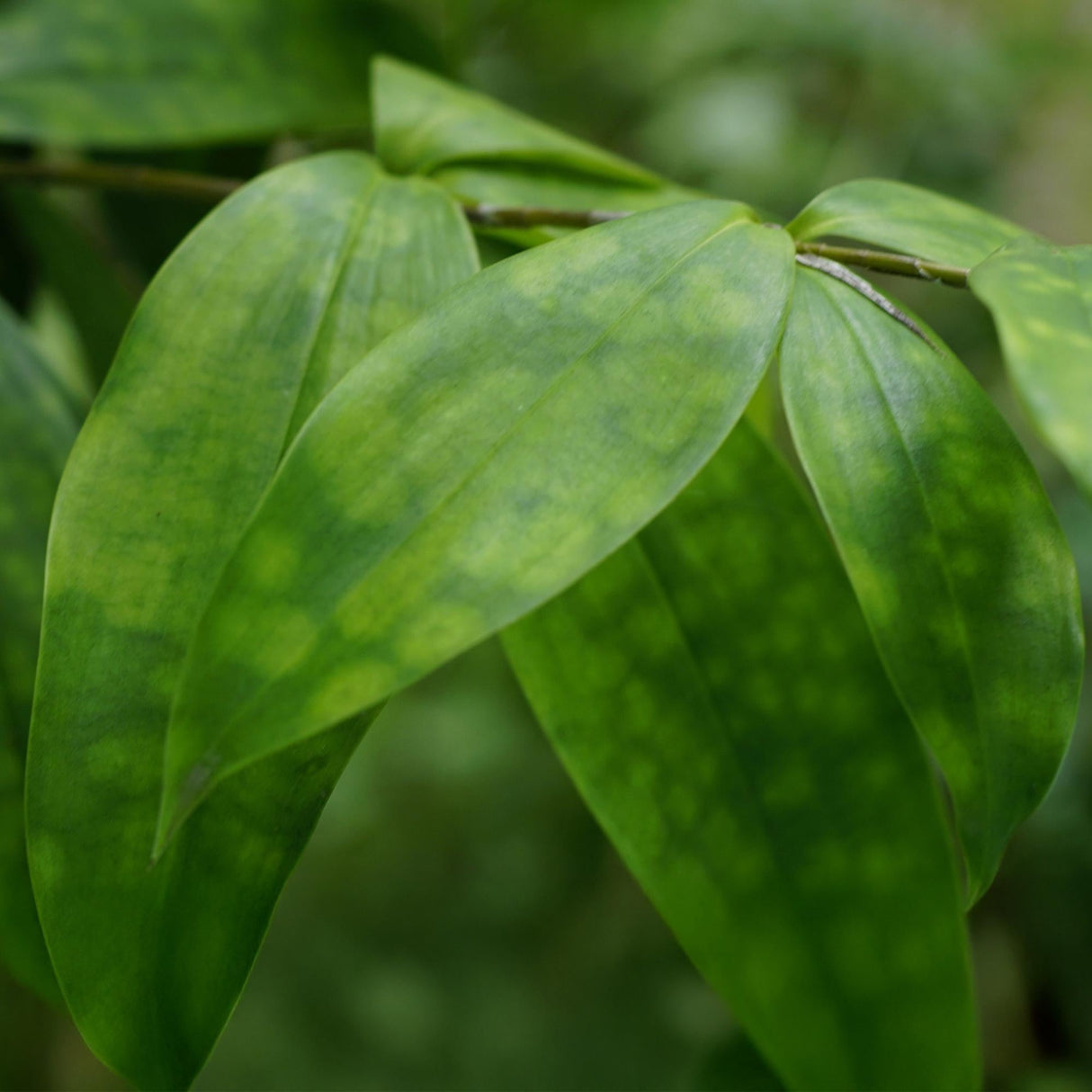 Livraison plante Dracaena surculosa et panier H65 cm