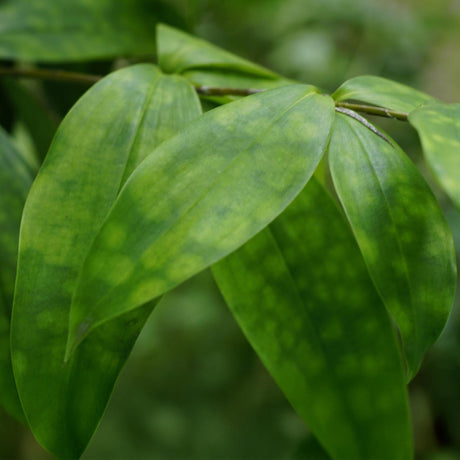 Livraison plante Dracaena surculosa et panier H65 cm