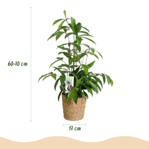 Livraison plante Dracaena surculosa – Lot de 2 – Pot 17 cm – Hauteur 60 - 70 cm
