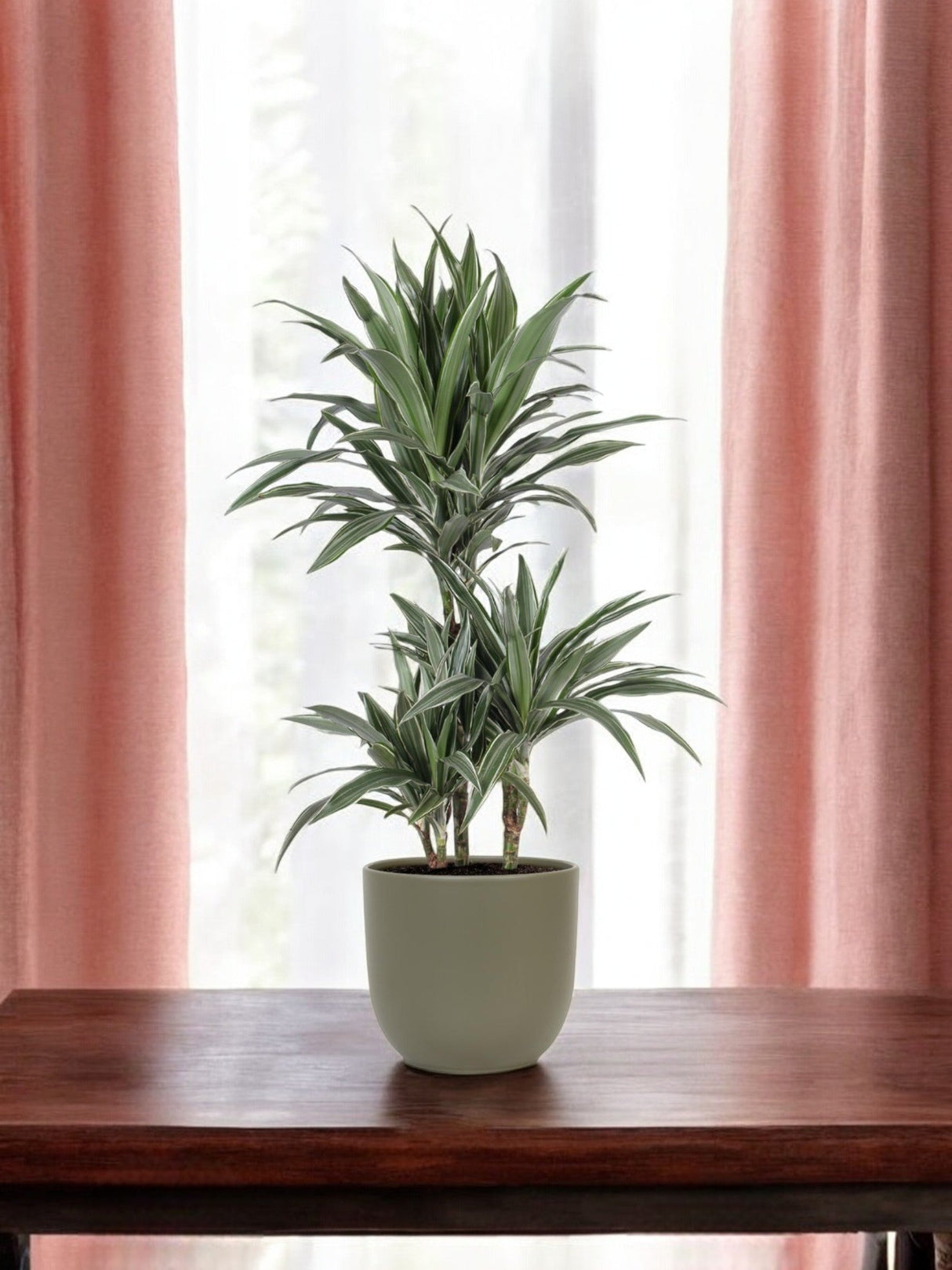 Livraison plante Dracaena Warneckii et son pot