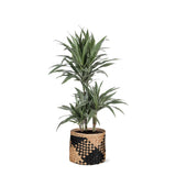 Livraison plante Dracaena Warneckii et son pot