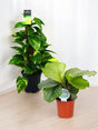 Livraison plante Duo de grandes plantes incontournables