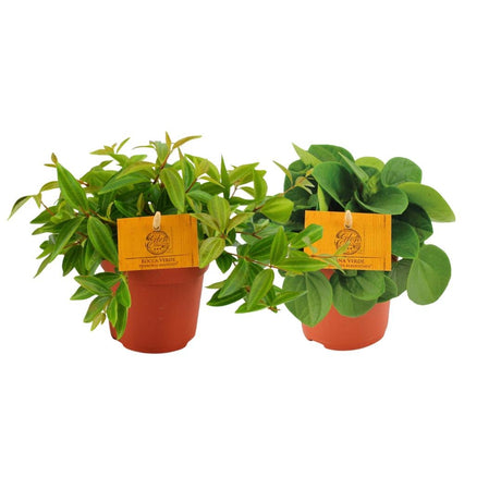 Livraison plante Duo de Peperomia