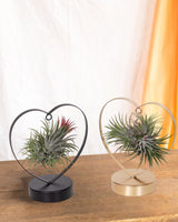 Livraison plante Duo de Tillandsia Love Edition